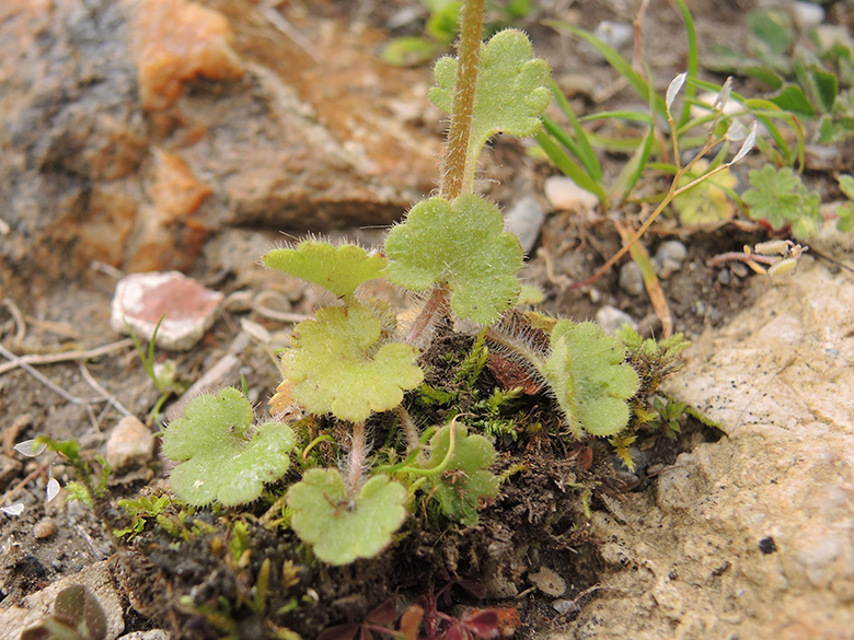Saxifraga graeca