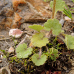 Saxifraga graeca