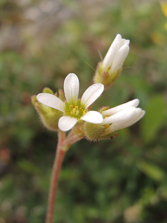 Saxifraga graeca