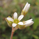 Saxifraga graeca
