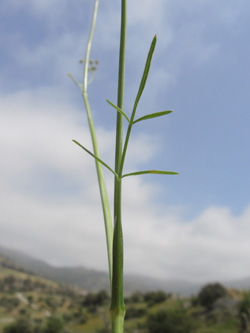 Scaligeria napiformis