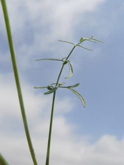 Scaligeria napiformis