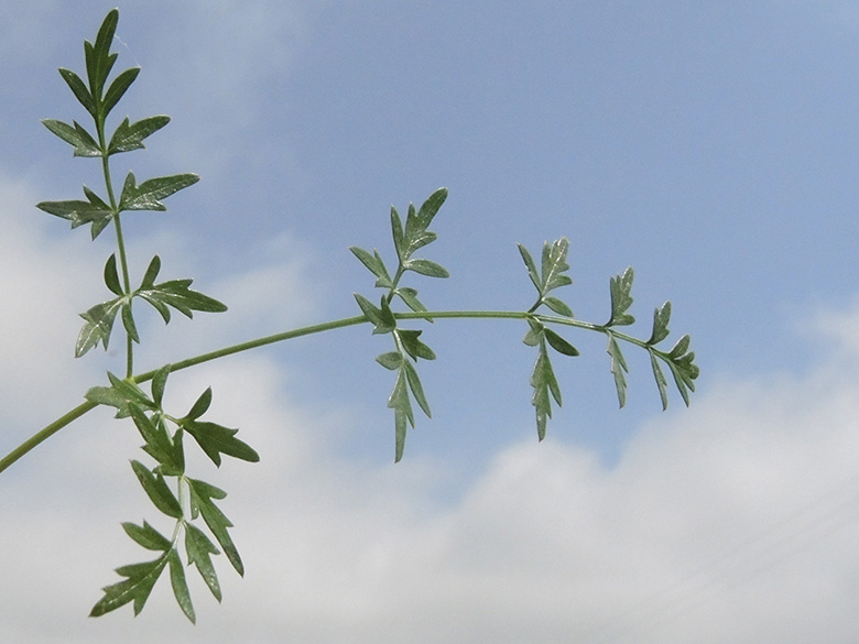 Scaligeria napiformis