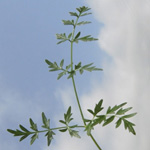 Scaligeria napiformis