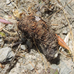 Scaligeria napiformis