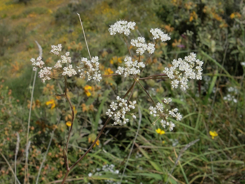 Scaligeria napiformis