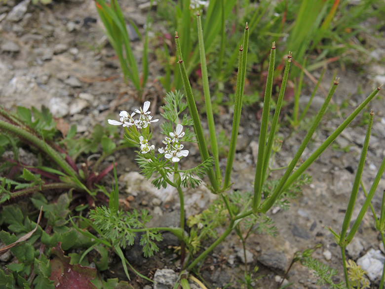 Scandix pecten-veneris