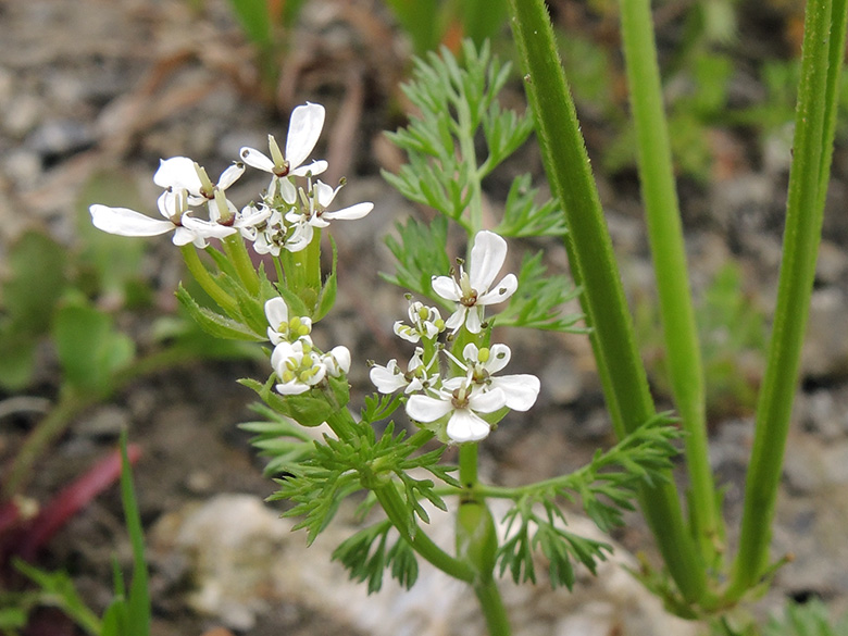 Scandix pecten-veneris