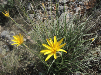 Scorzonera crocifolia