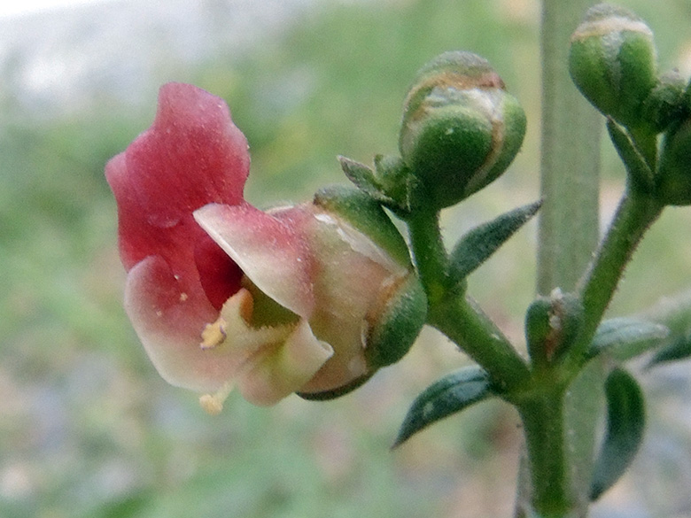 Scrophularia lucida