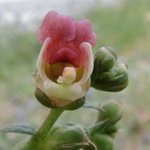 Scrophularia lucida