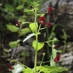 Scrophularia peregrina