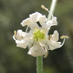 Silene dichotoma