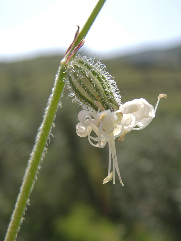 Silene dichotoma