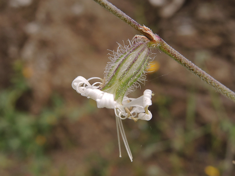 Silene dichotoma