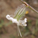 Silene dichotoma