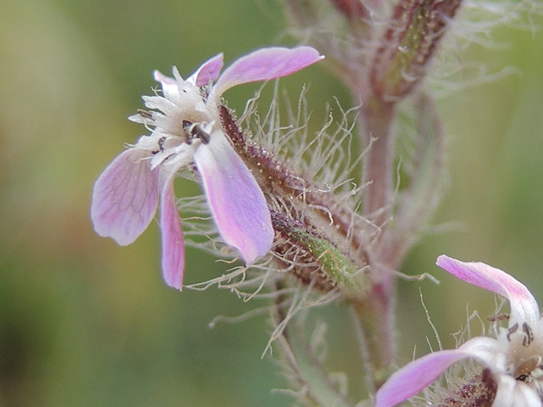 Silene gallica