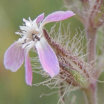Silene gallica