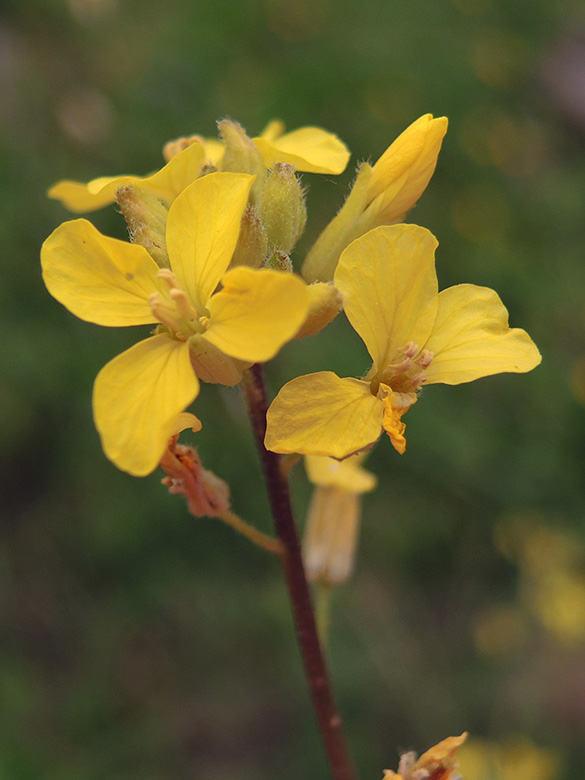 Sisymbrium orientale