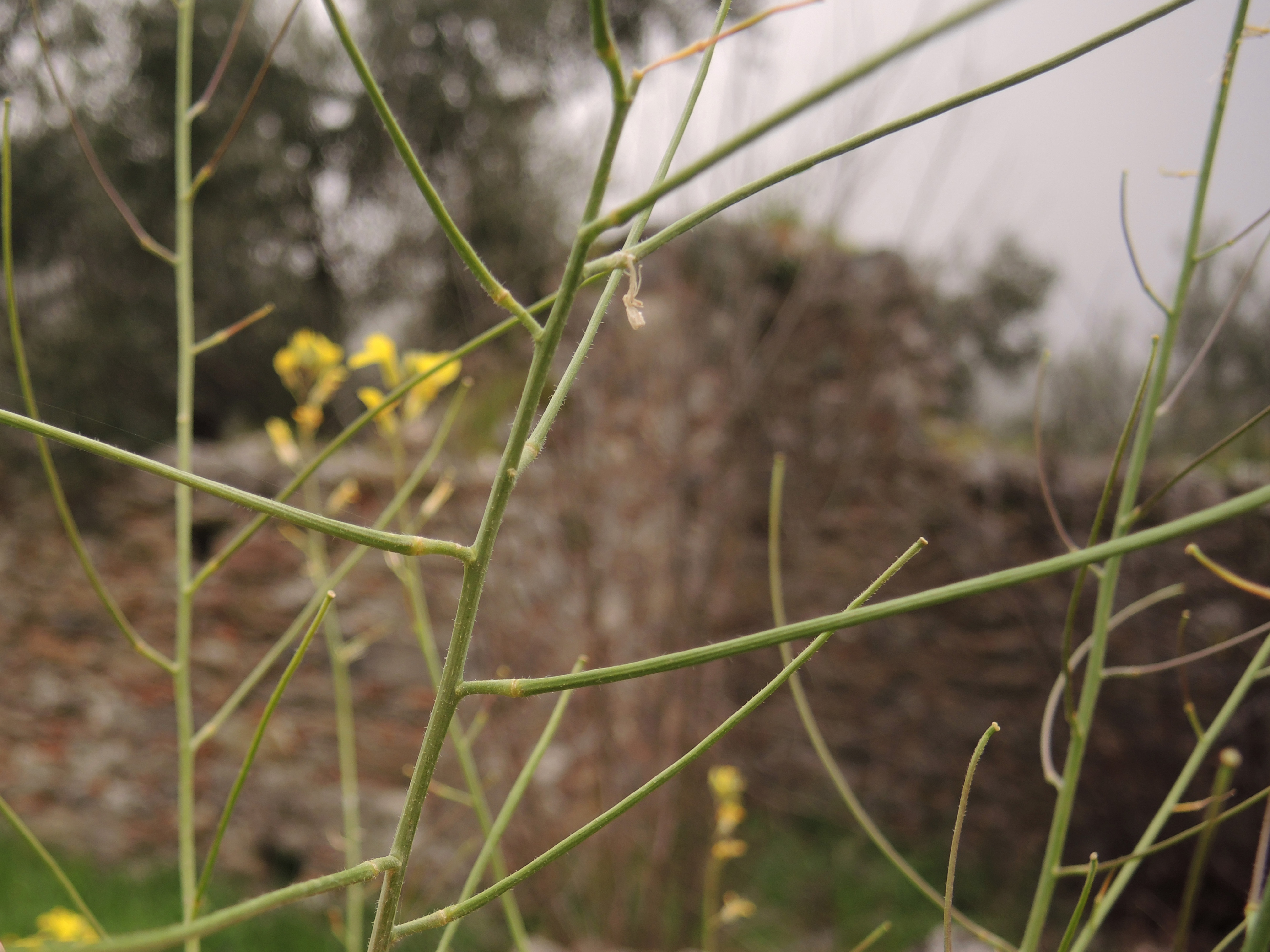 Sisymbrium orientale