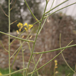 Sisymbrium orientale