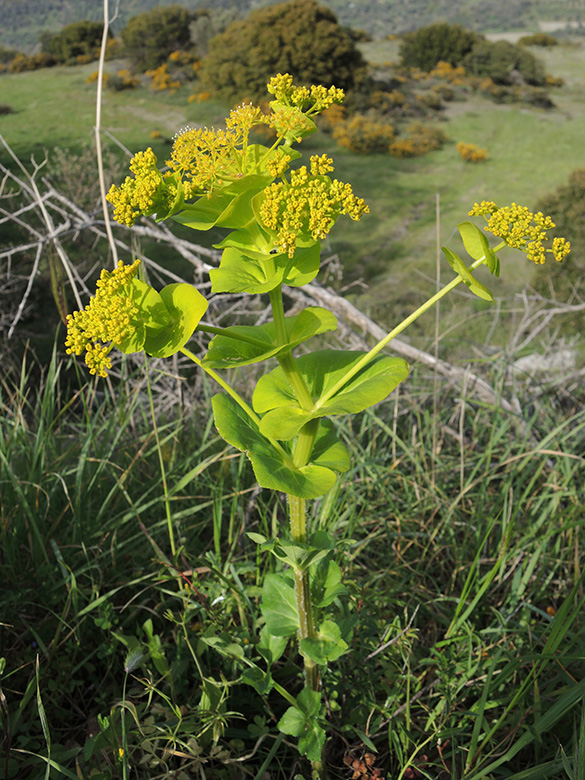 Smyrnium rotundifolium