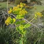 Smyrnium rotundifolium