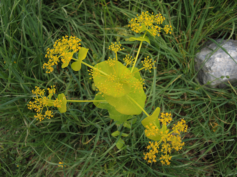 Smyrnium rotundifolium