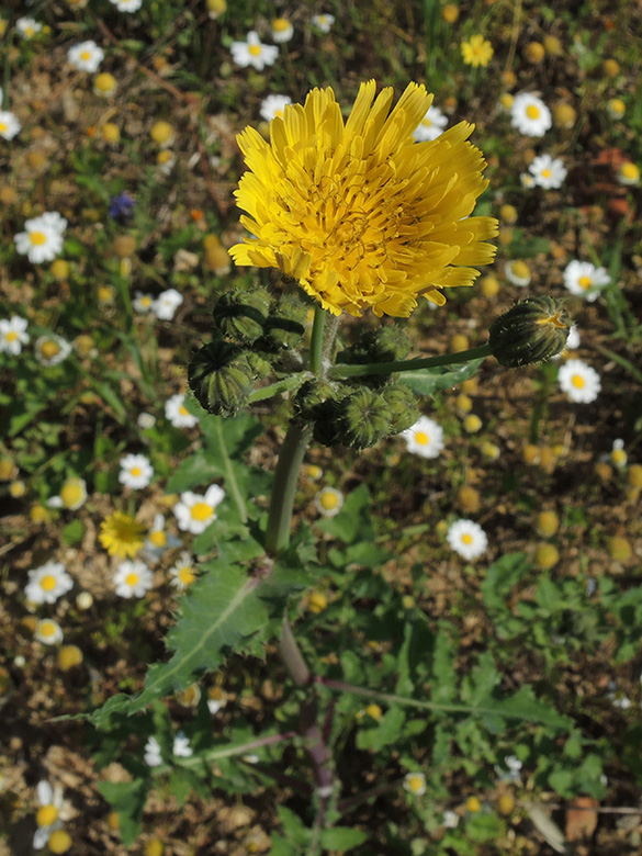 Raue G&auml;nsedistel