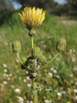 Raue G&auml;nsedistel