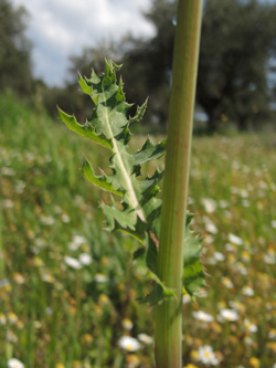 Sonchus asper