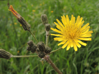Sonchus glaucescens