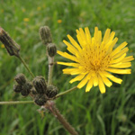 Sonchus asper glaucescens