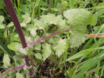 Sonchus glaucescens