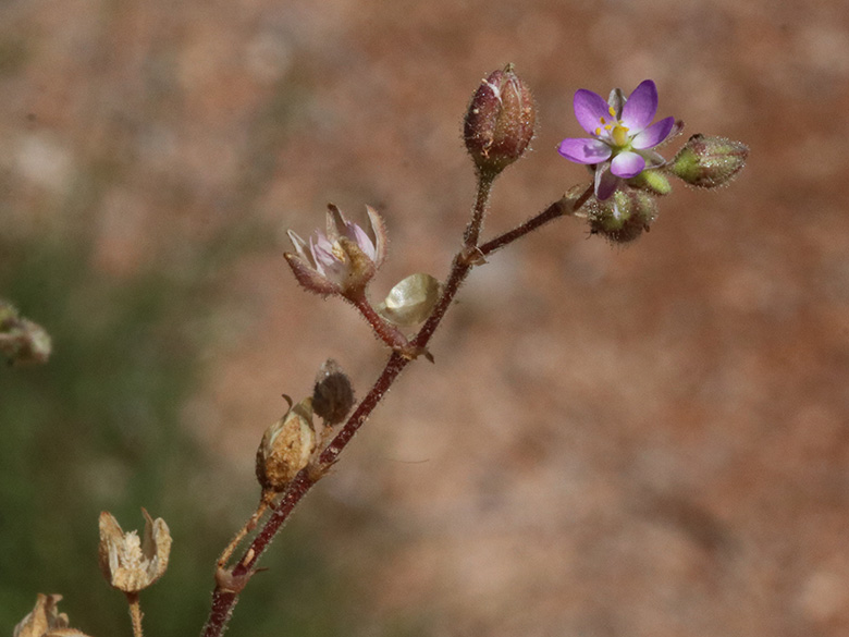 Spergularia salina