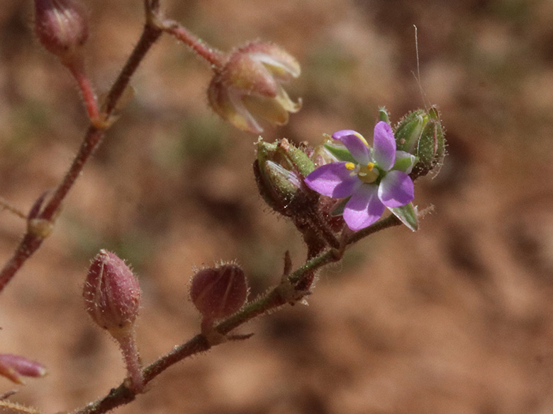 Spergularia salina
