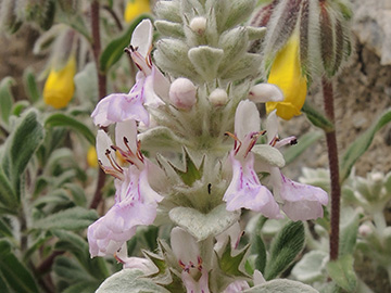 Stachys candida