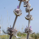 STachys cretica