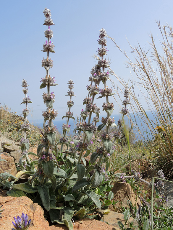 Stachys cretica