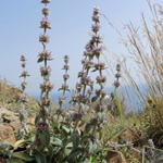 STachys cretica