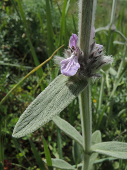 Stachys cretica