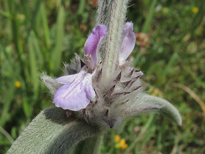 Stachys cretica