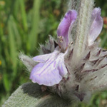 STachys cretica