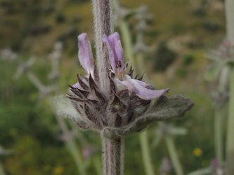 Stachys cretica