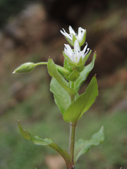 Stellaria cupaniana