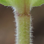 Stellaria cupaniana