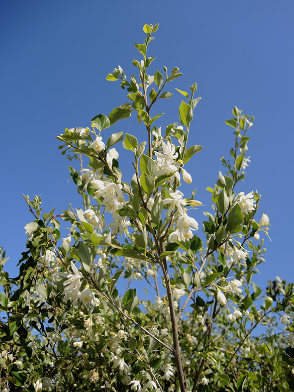 Styrax officinalis