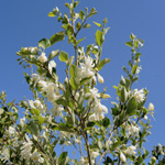 Styrax officinalis