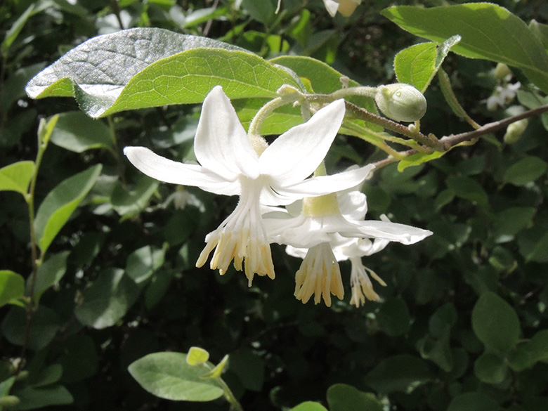 Styrax officinalis