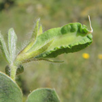 Tetragonolobus purpureus